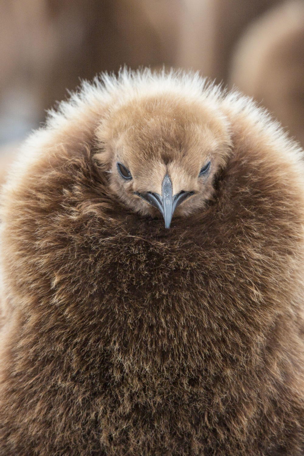 pinguino-rey-cria