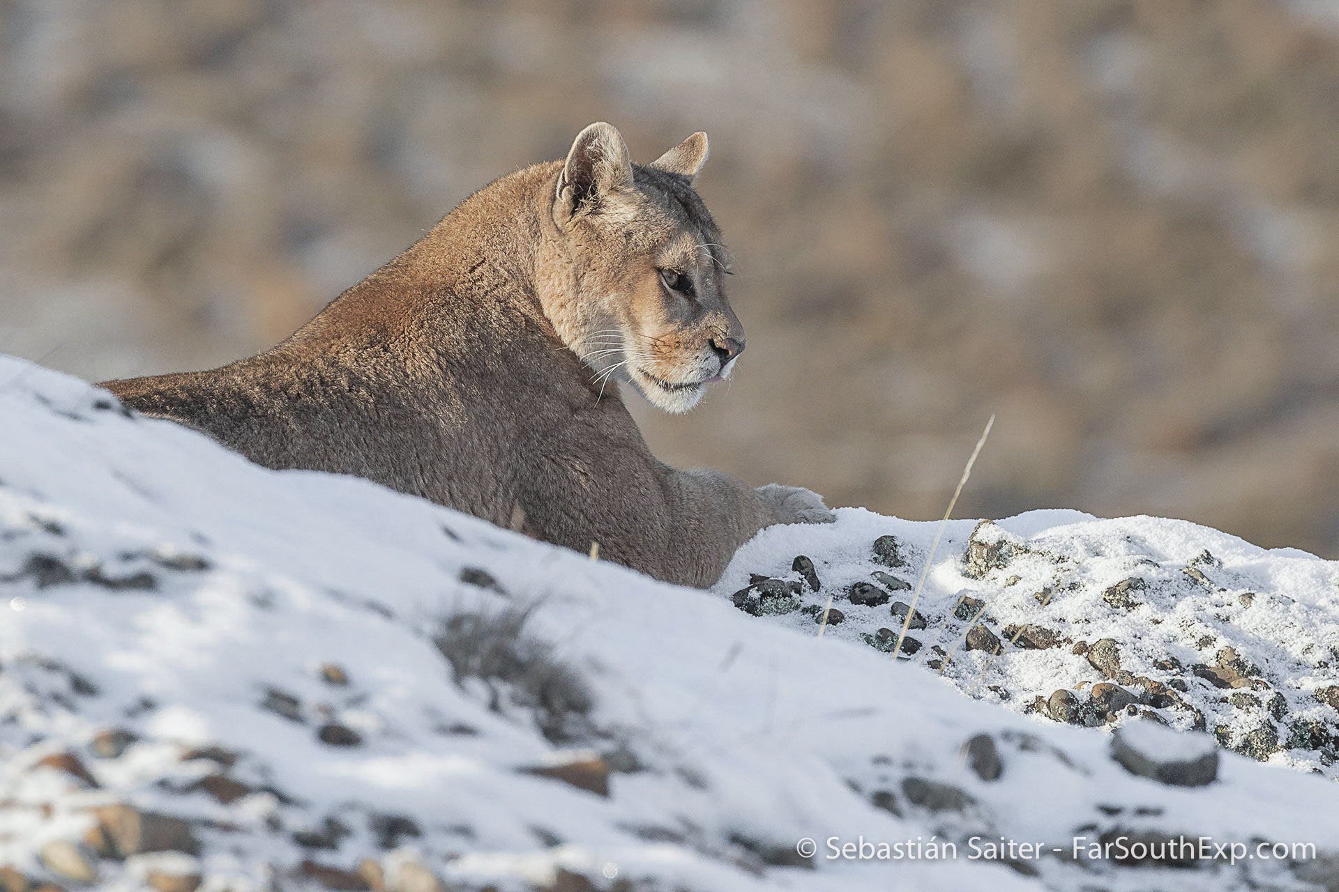 Patagonian Pumas in snow