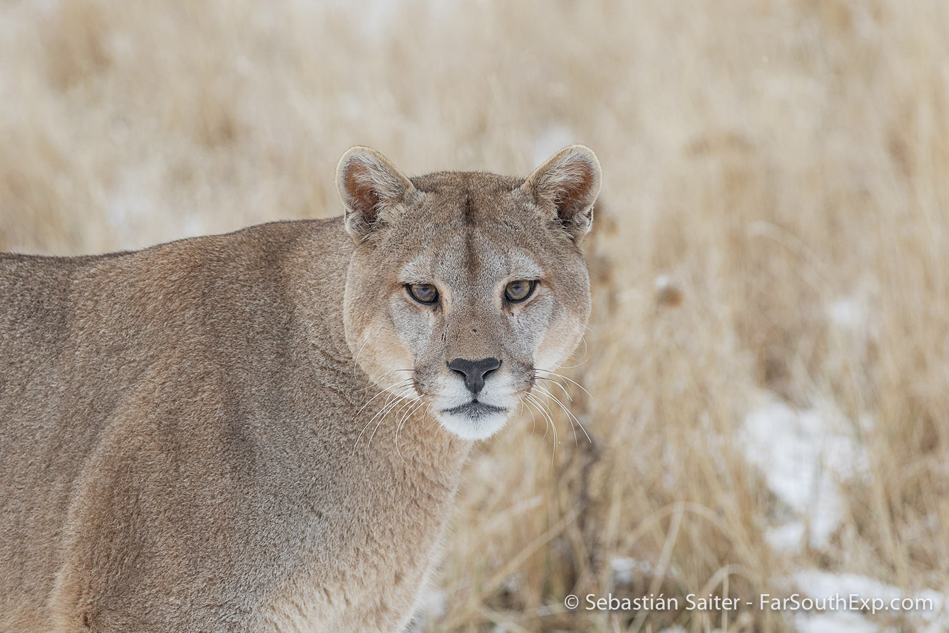 puma tracking trips in patagonia