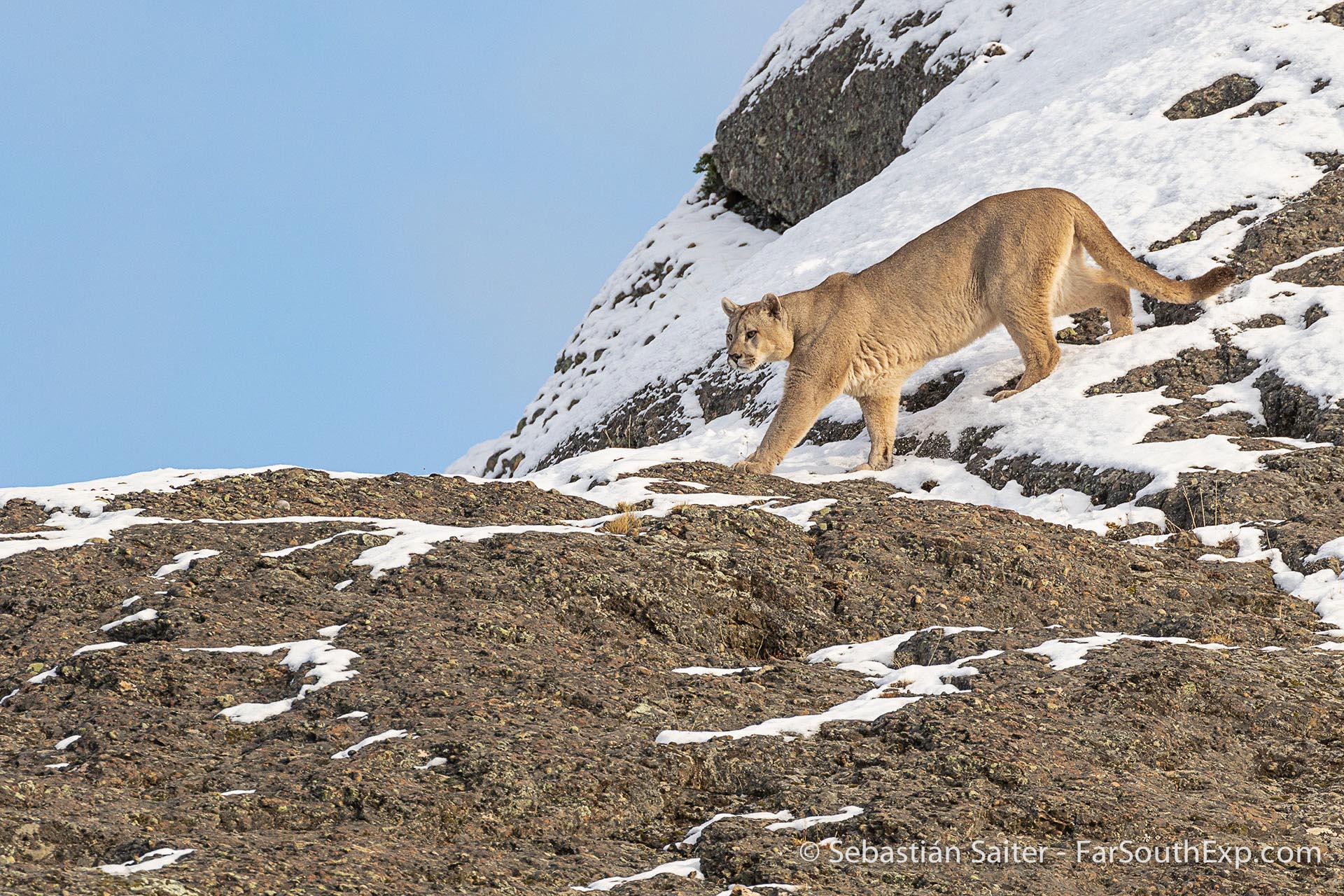 Patagonian Pumas in snow