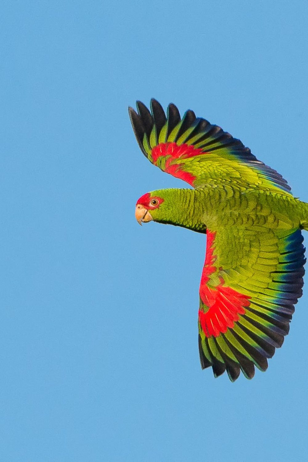 Red-spectacled Parrot_Amazona Charao_Amazona pretrei