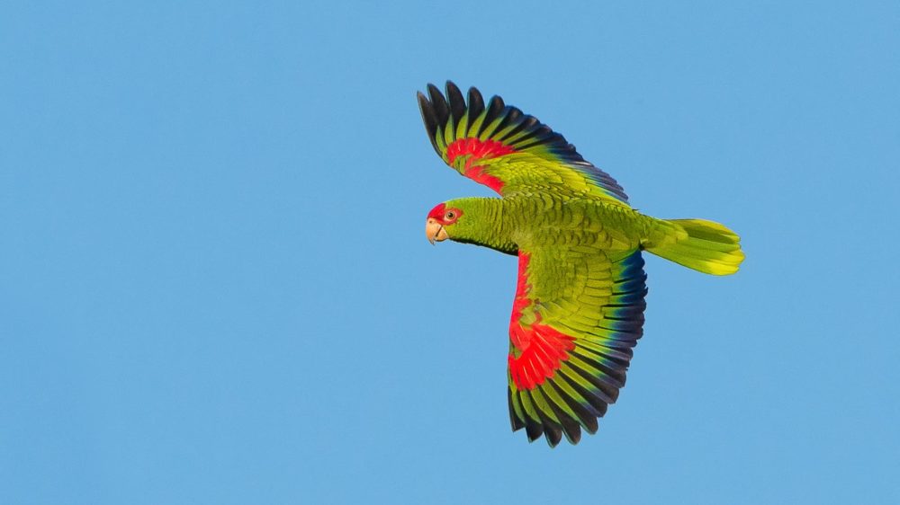 Red-spectacled Parrot_Amazona Charao_Amazona pretrei