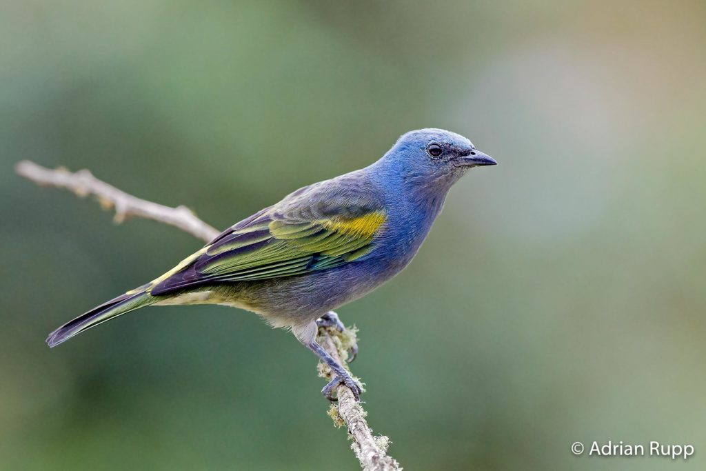 Birdwatching en Santa Catarina | Fotografiando la avifauna del sur de ...