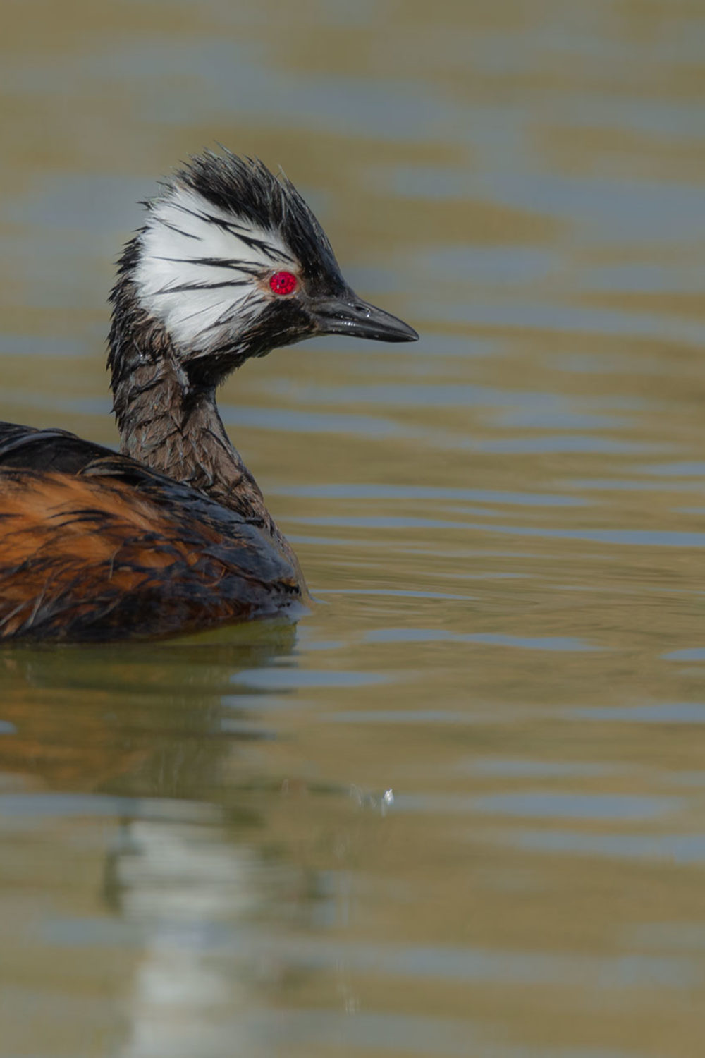 White-tufted-Grebe-JVE