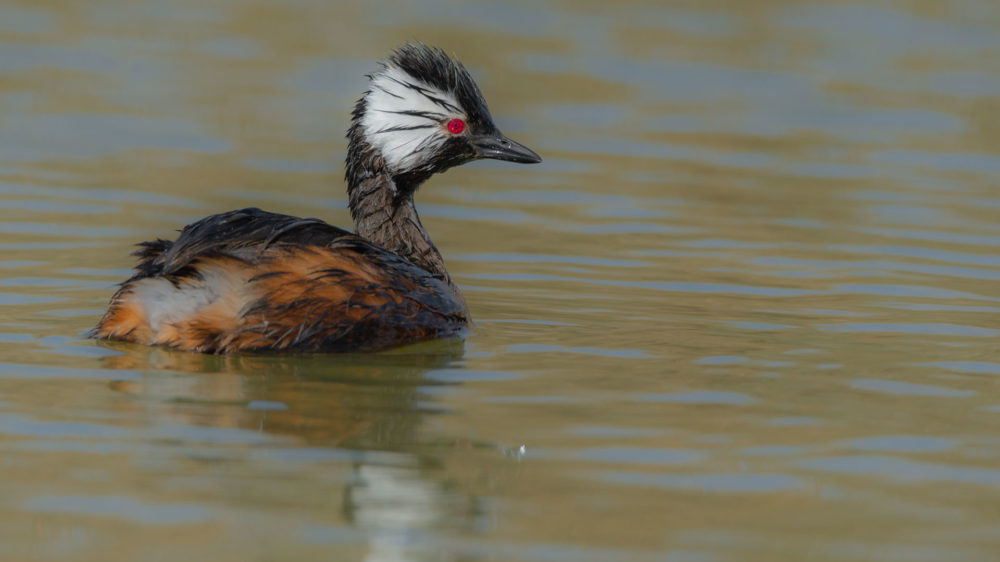 White-tufted-Grebe-JVE