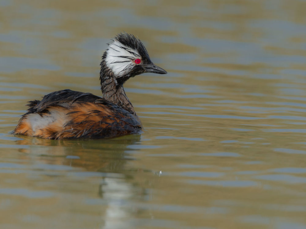 White-tufted-Grebe-JVE