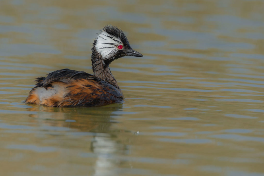 white tufted grebe        <h3 class=