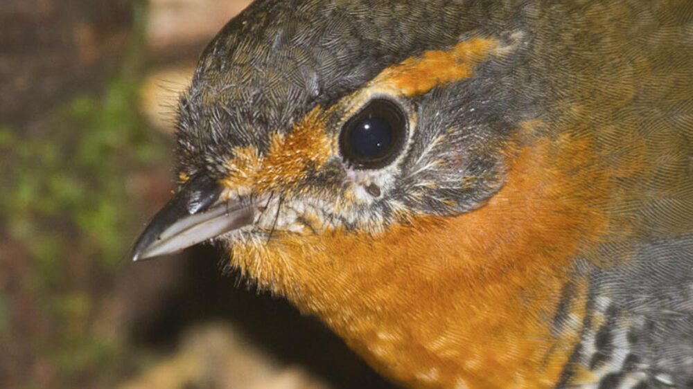 birding chile's Lake District far south expeditions