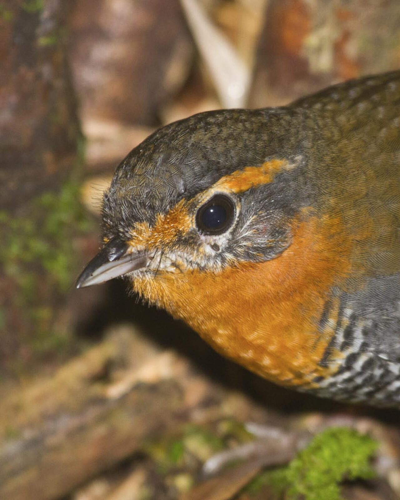 birding chile's Lake District far south expeditions