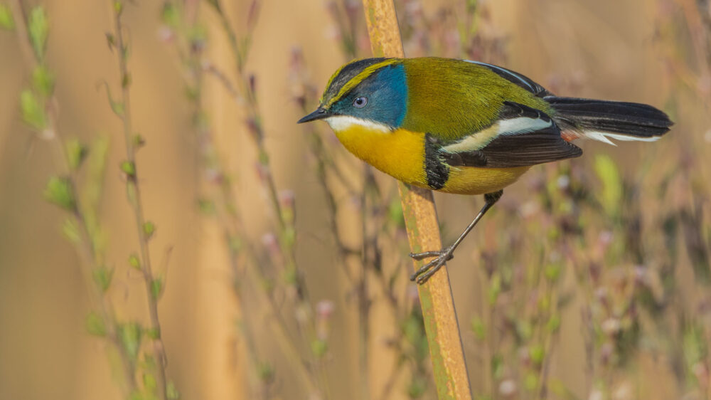 Many-colored Rush-Tyrant © Jorge Valenzuela, Far South Exp