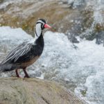 birding central chile