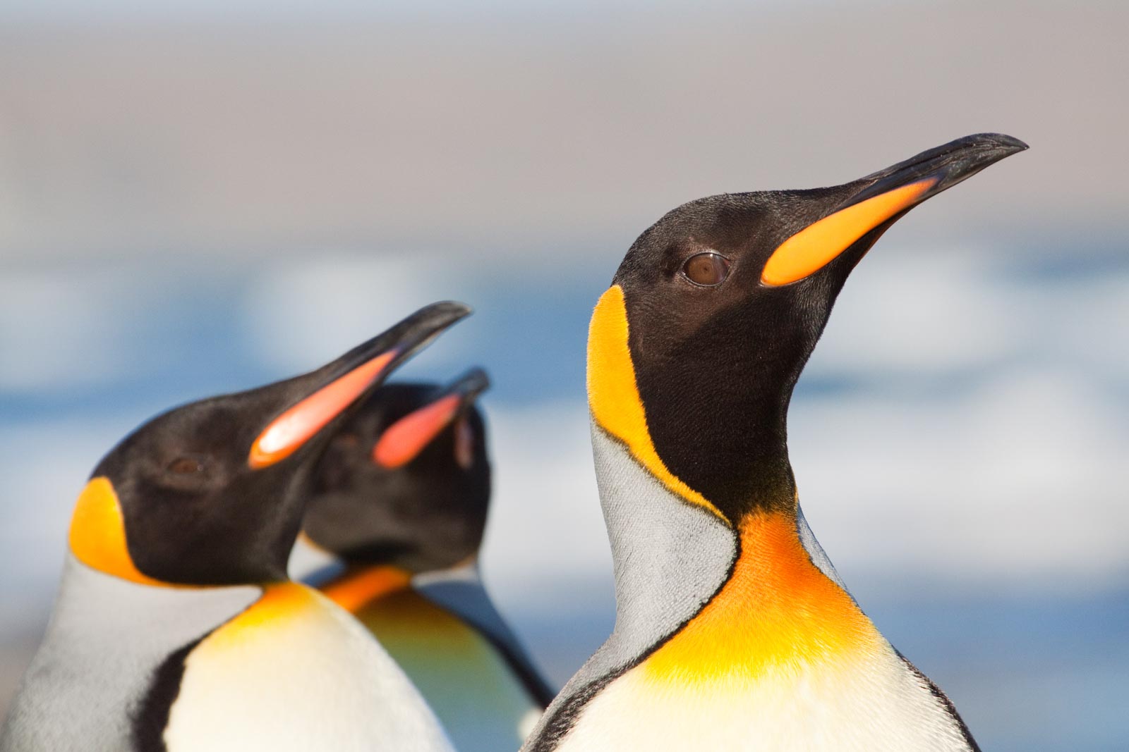 pingüino rey y vida silvestre