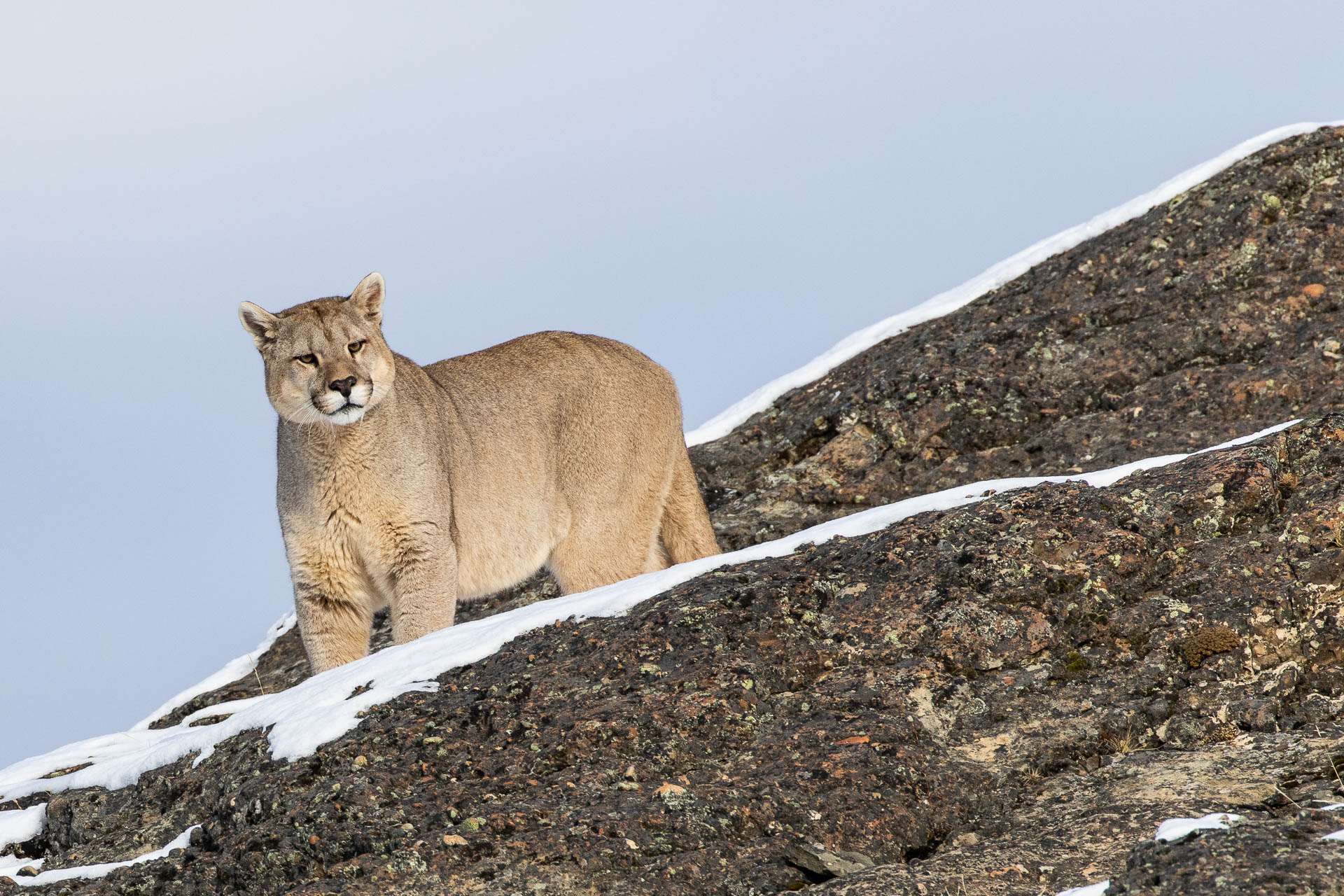 Observación de Fauna en Patagonia | Pumas, Pingüinos y Ballenas