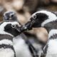 Isla Magdalena y el Pingüino de Magallanes