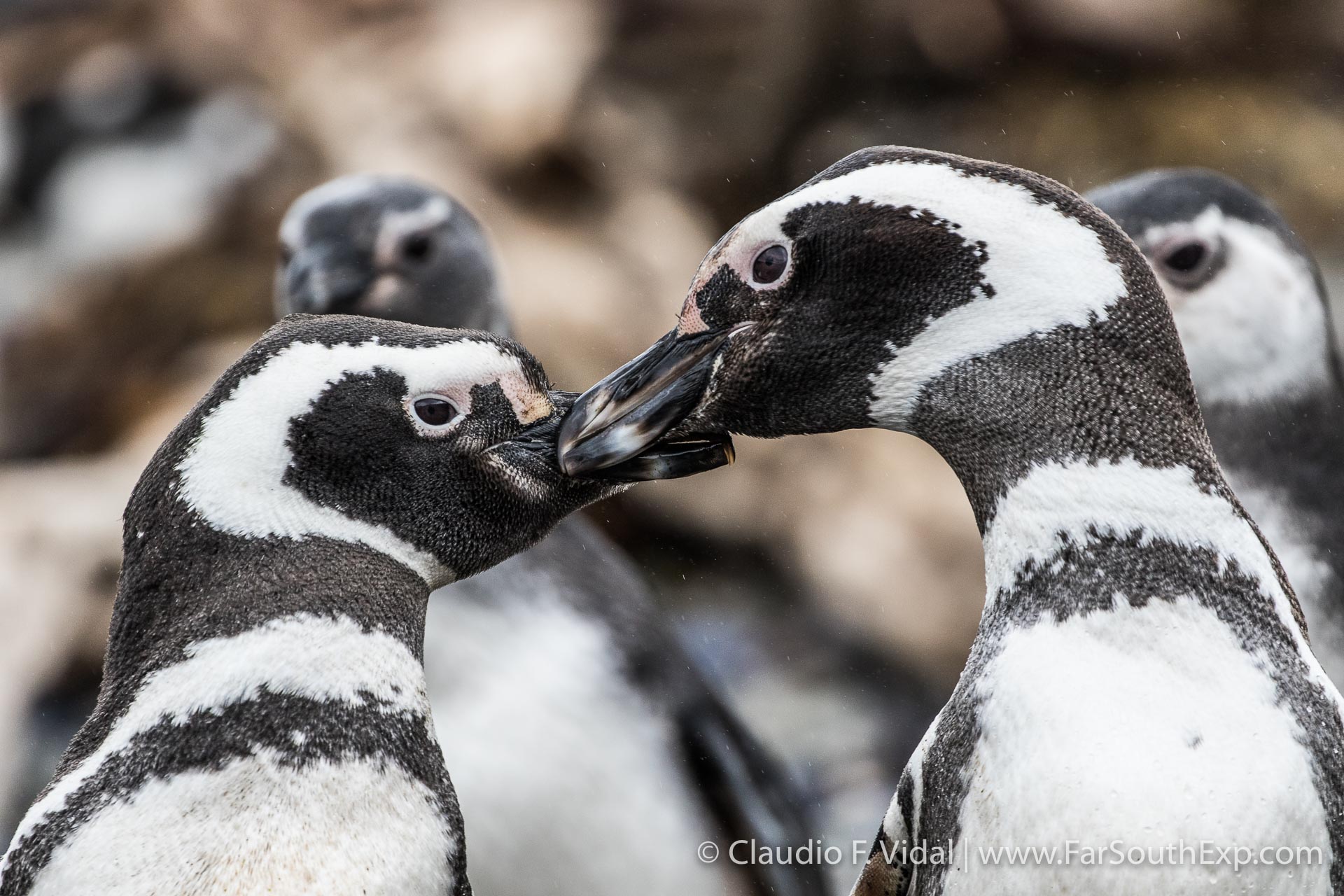 observando aves en patagonia