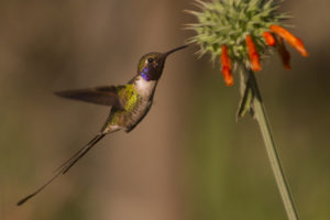 Peruvian Sheartail, © Rodrigo Tapia, Far South Exp