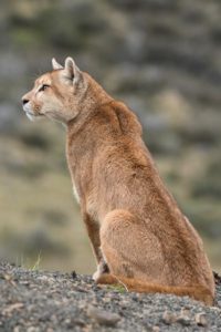 Expedición de Observación de Fauna en Patagonia
