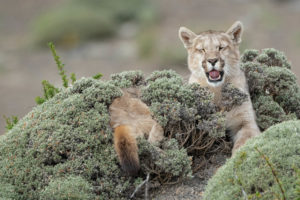 Avistando Pumas en la Patagonia