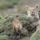 Avistando Pumas en la Patagonia