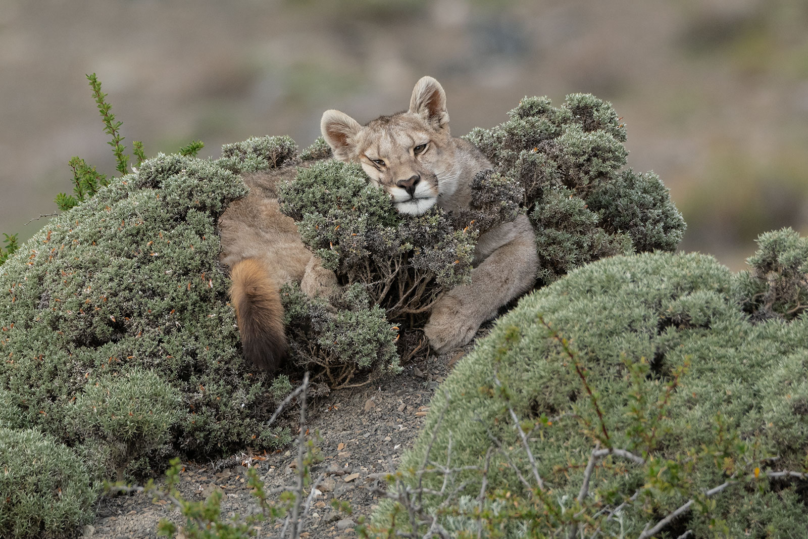 Avistando Pumas en Patagonia | Far South Expeditions