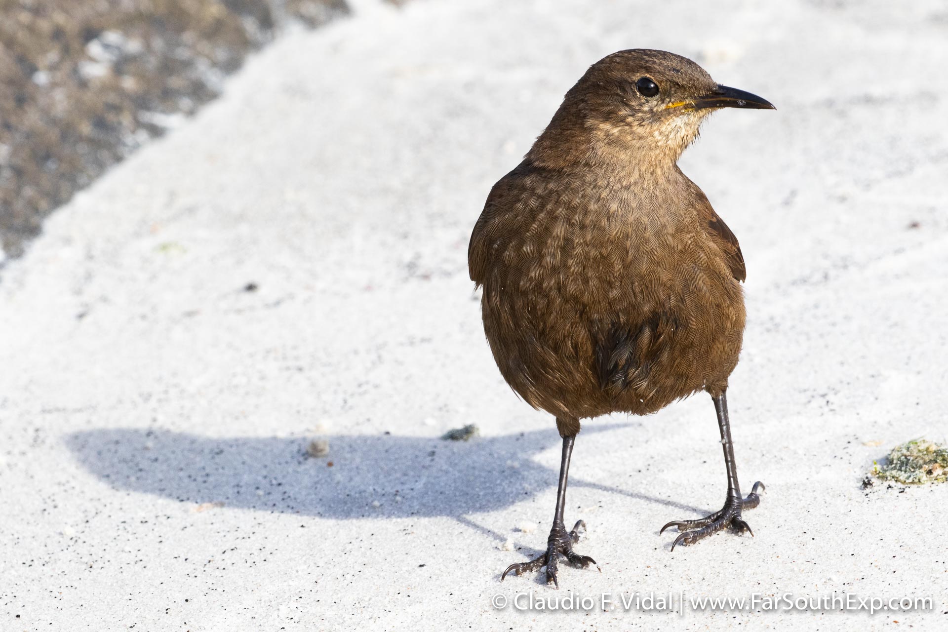 falkland islands photo tour