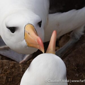 falkland islands photo tour