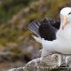 Albatros del género Thalassarche en Chile