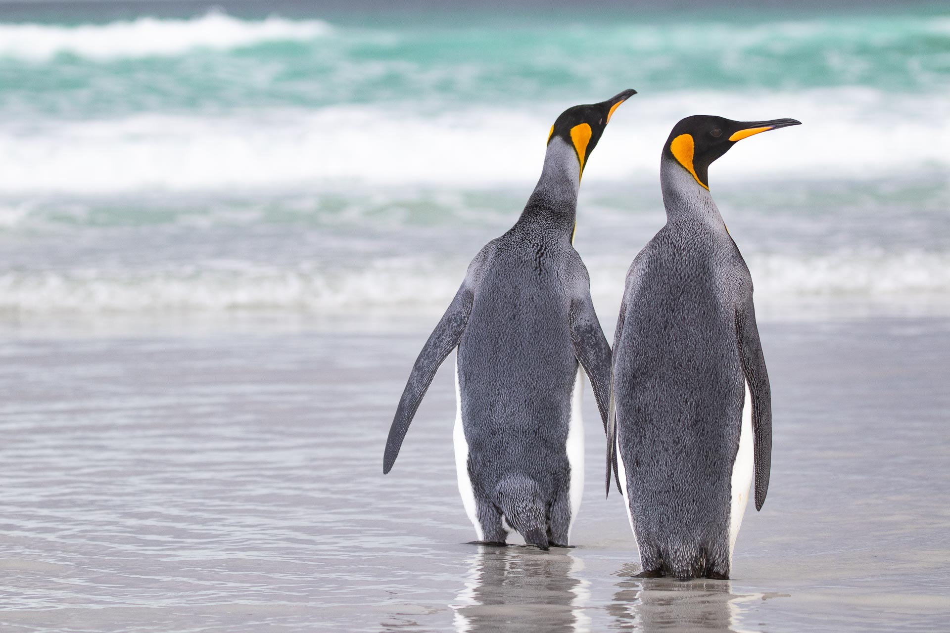 falkland islands wildlife tour