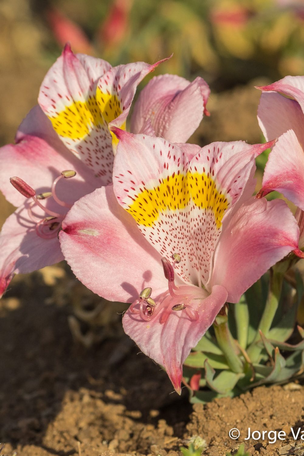 Alstroemeria pallida) (1)