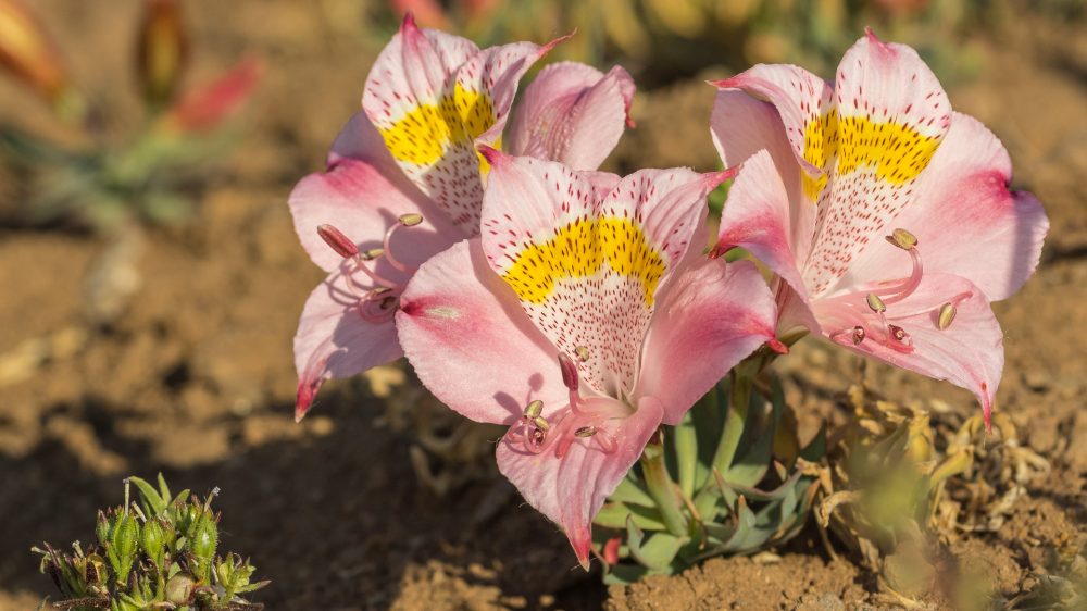 Alstroemeria pallida) (1)