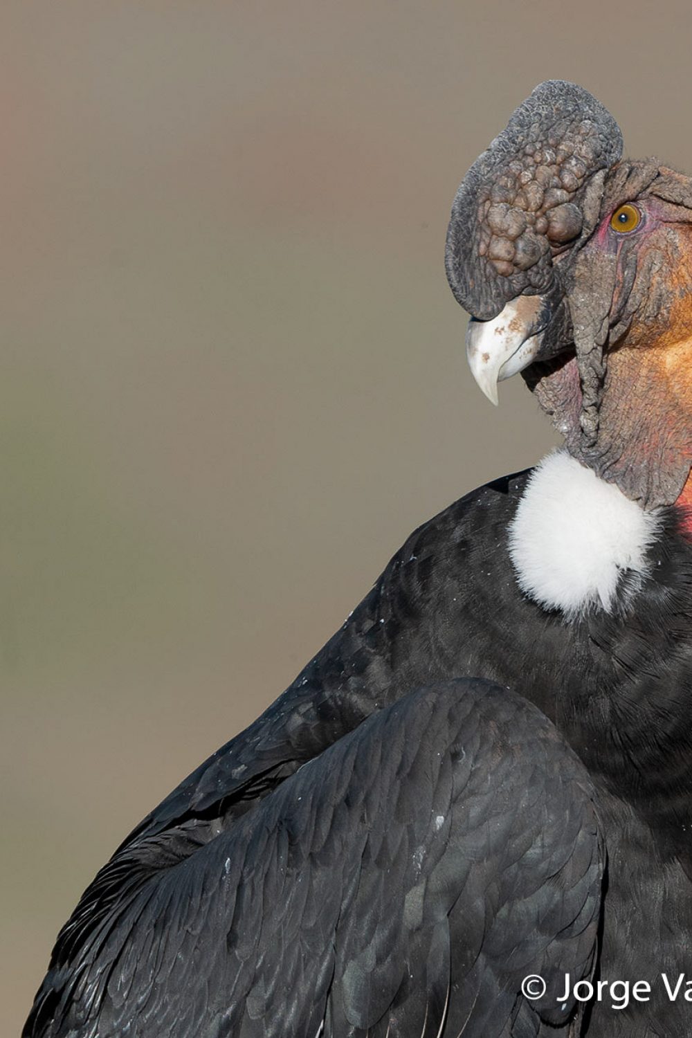 Andean Condor © Jorge Valenzuela, Far South Exp