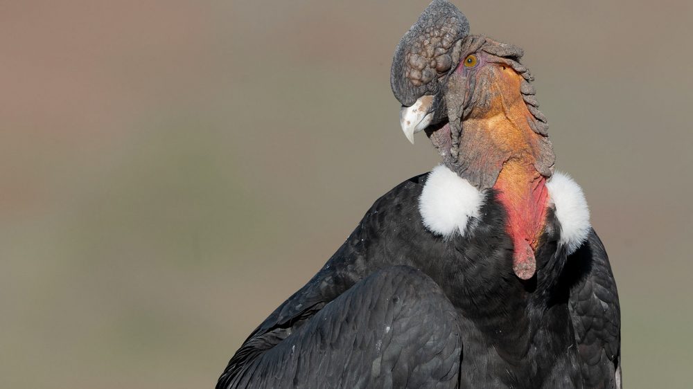 condor watching tours