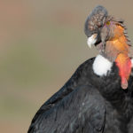 Patagonia condor watching trips