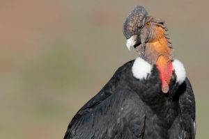 Patagonia condor watching trips