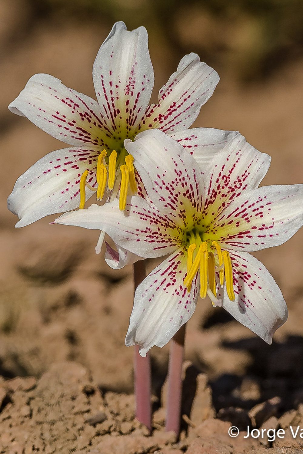 Rhodolirium montanum (Amaryllidaceae)