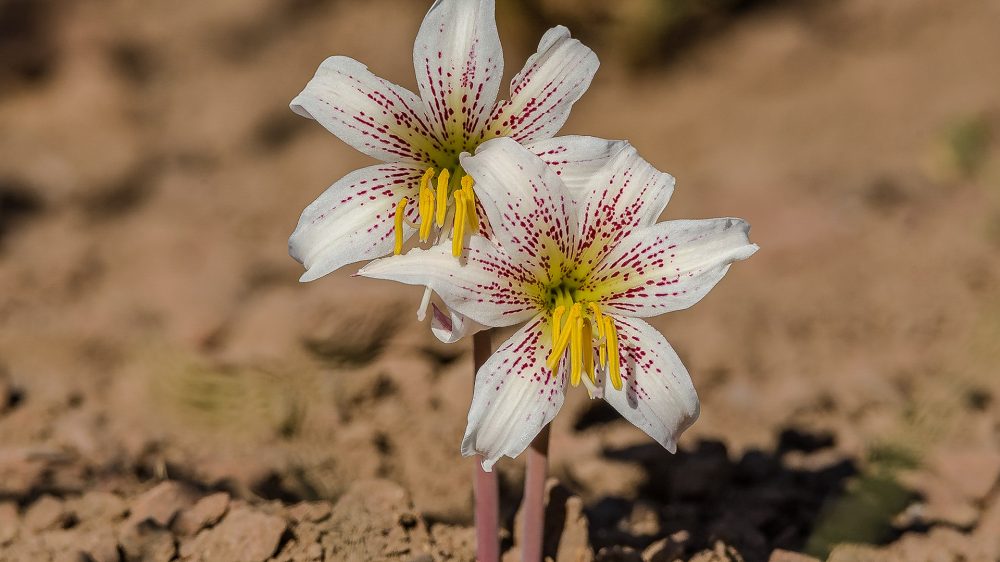 Rhodolirium montanum (Amaryllidaceae)