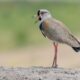The Return of the Southern Lapwings in Magallanes