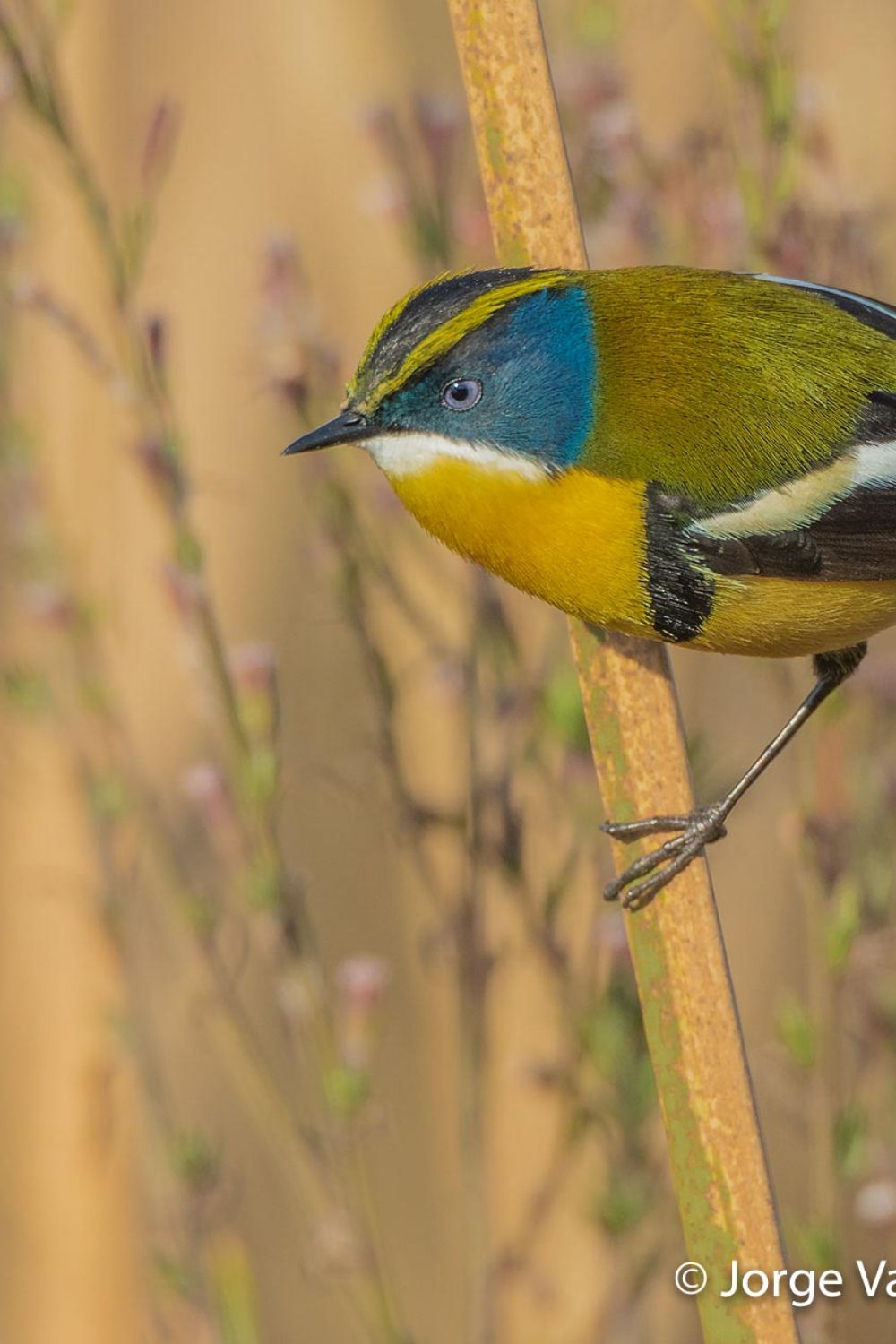 Many-colored Rush-Tyrant © Jorge Valenzuela, Far South Exp