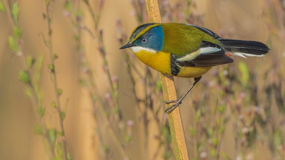 birding central chile