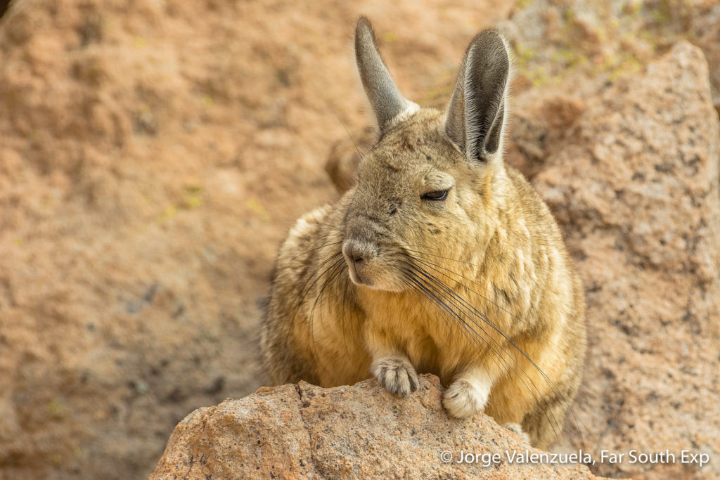 Atacama photo trips and wildlife safaris | Far South Expeditions