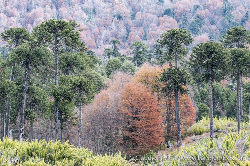 The Araucaria forests of Chile, part 2