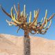 El Cactus Candelabro de la cordillera de Arica