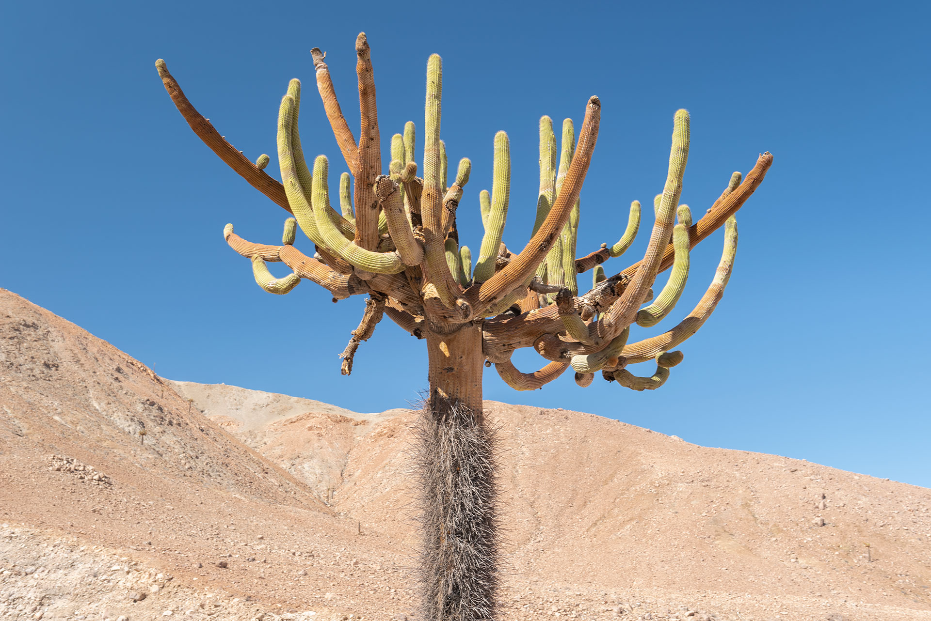 El Cactus candelabro de la cordillera de Arica, Chile | Far South Exp