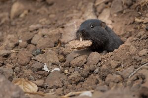 The Cururo, an endemic rodent to Central Chile