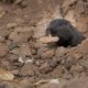The Cururo, an endemic rodent to Central Chile