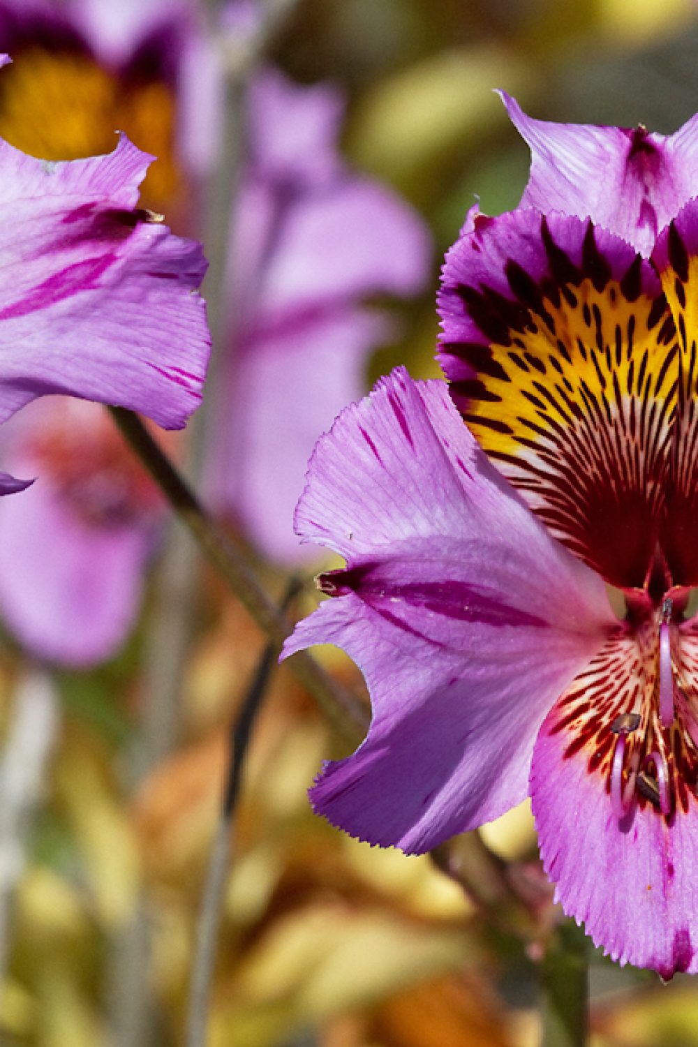 Alstroemeria magnifica