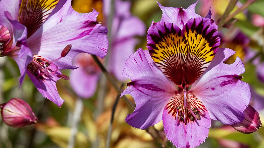 Alstroemeria magnifica