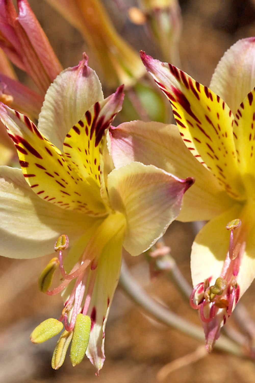 Alstroemeria pulchra
