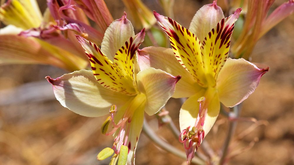 Alstroemeria pulchra