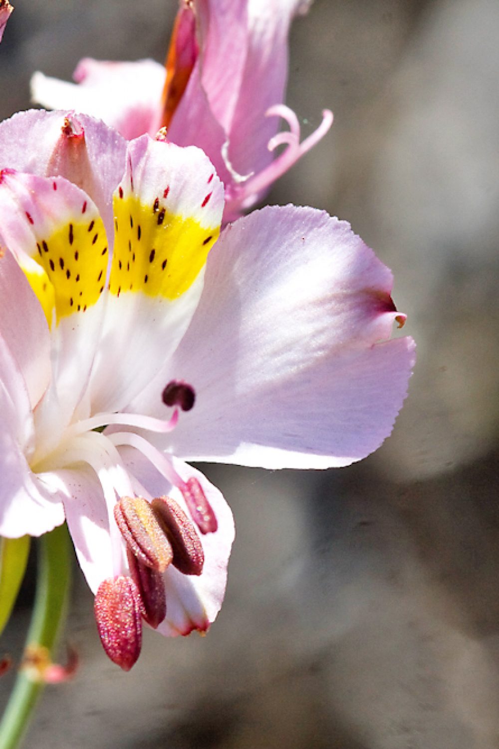 Alstroemeria schizanthoides